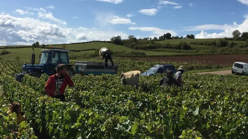 Cumuler revenus des vendanges et RSA : c’est possible ! 